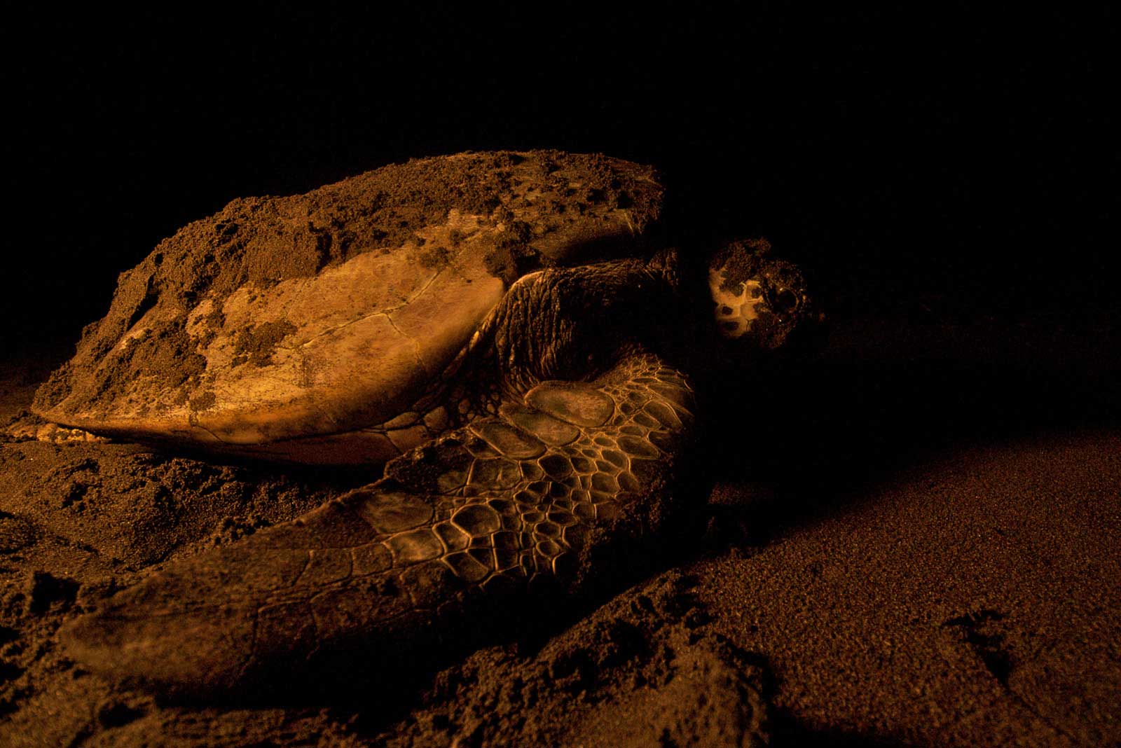 Unprotected: Sea Turtles - Global